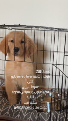 Golden Retriever Puppy for Sale – Healthy & Playful