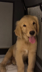 pure golden retriever puppy