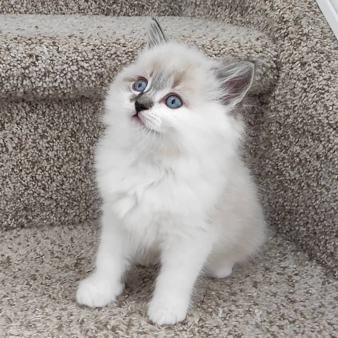 Beautiful Ragdoll kitten for adoption