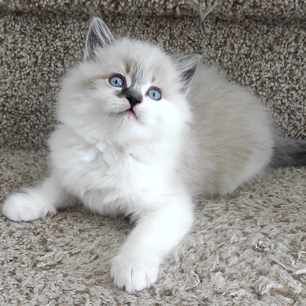 Beautiful Ragdoll kitten for adoption-pic_1