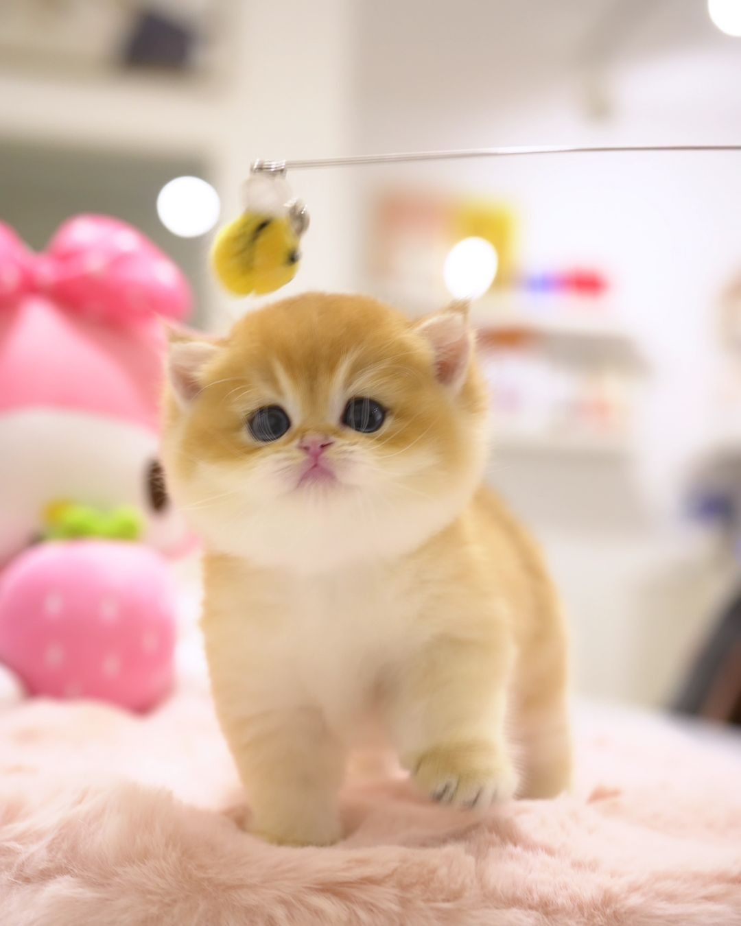 Munchkin Kittens for Rehoming – Cute, Healthy & Loving-image