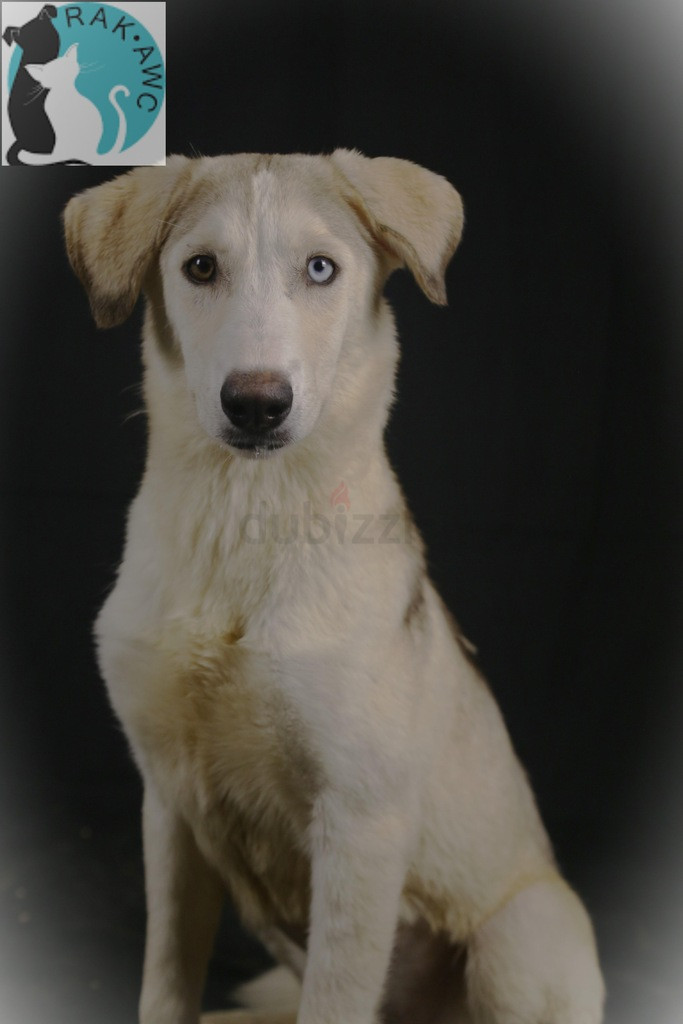 Playful Elara for Sale – Adorable & Full of Energy-image