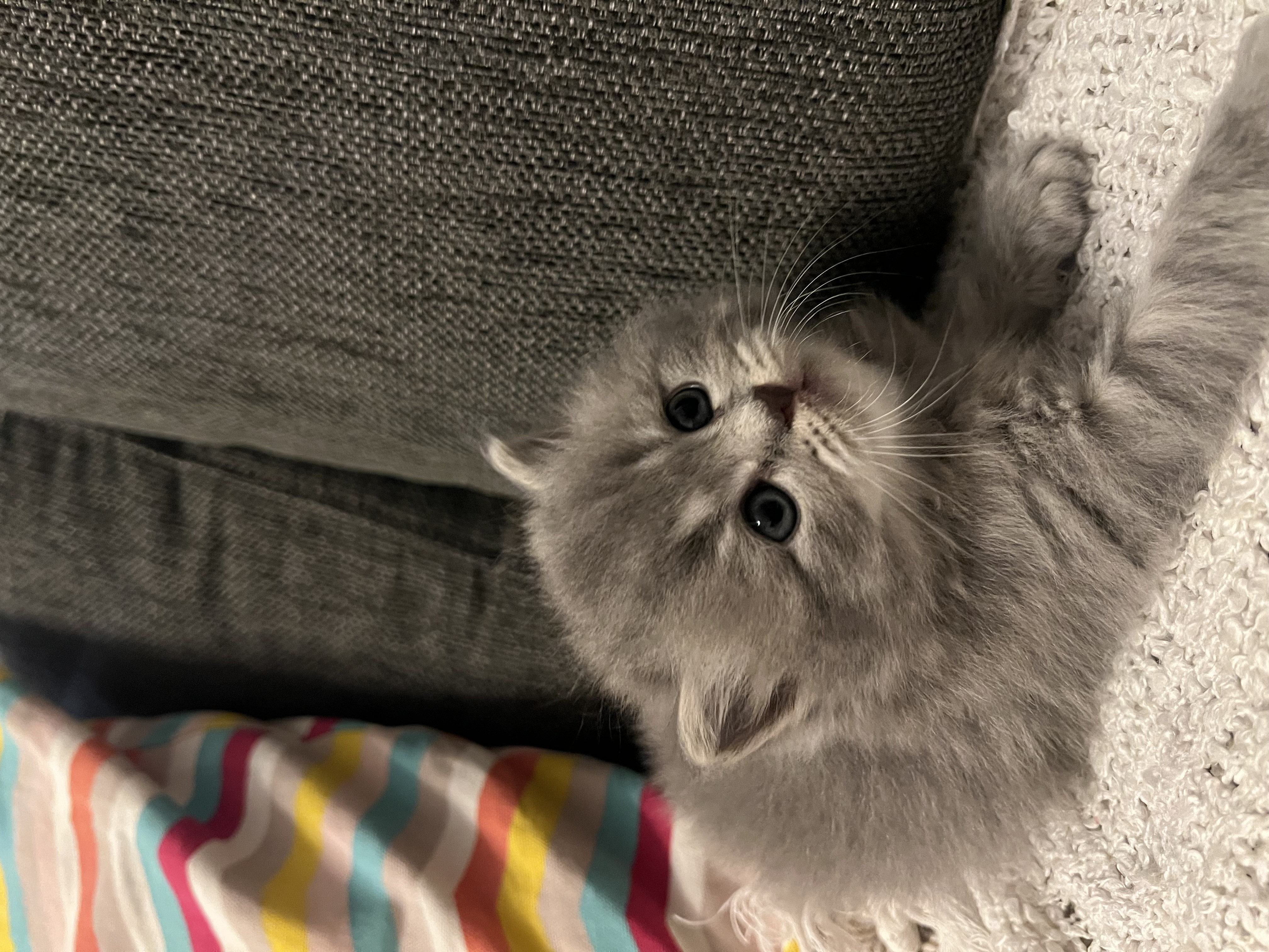 Scottish Fold Cats for Sale in Dubai – Adorable & Purebred