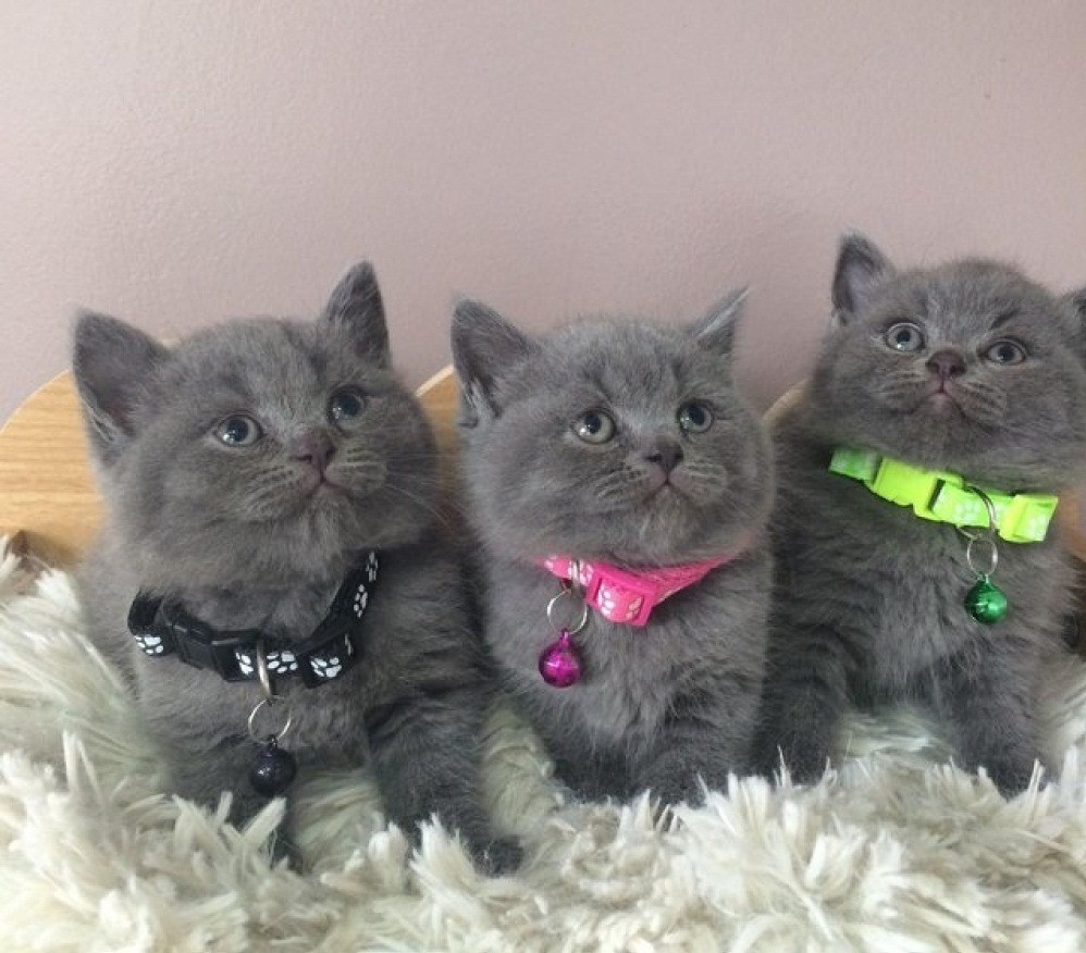 British Shorthair kittens-image