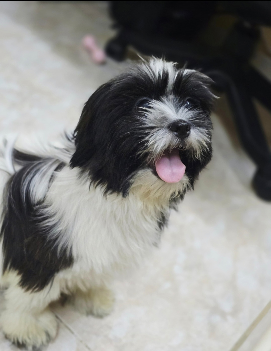 Shihtzu male puppy for sale-pic_1