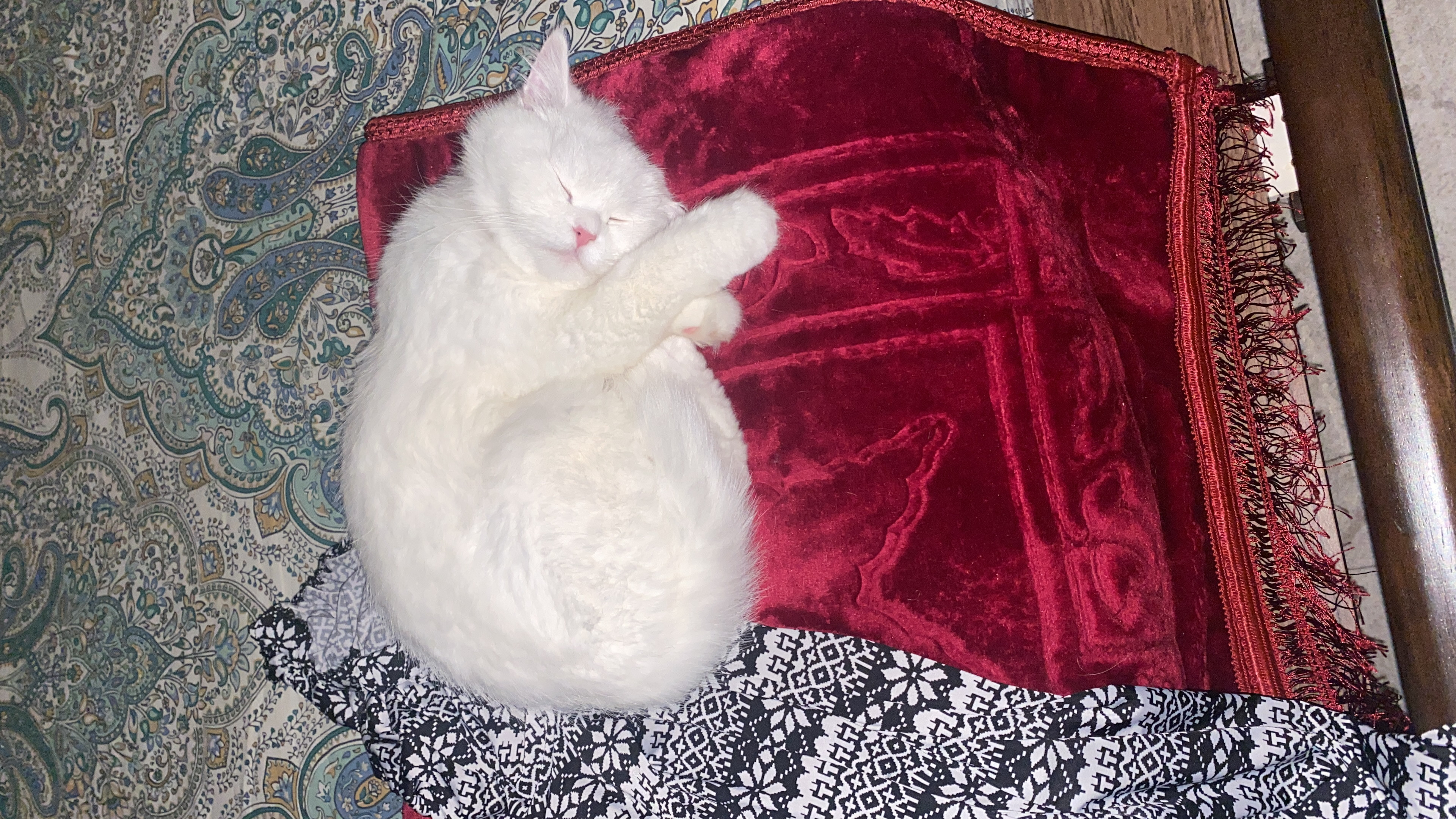 White cute Persian cat-pic_1
