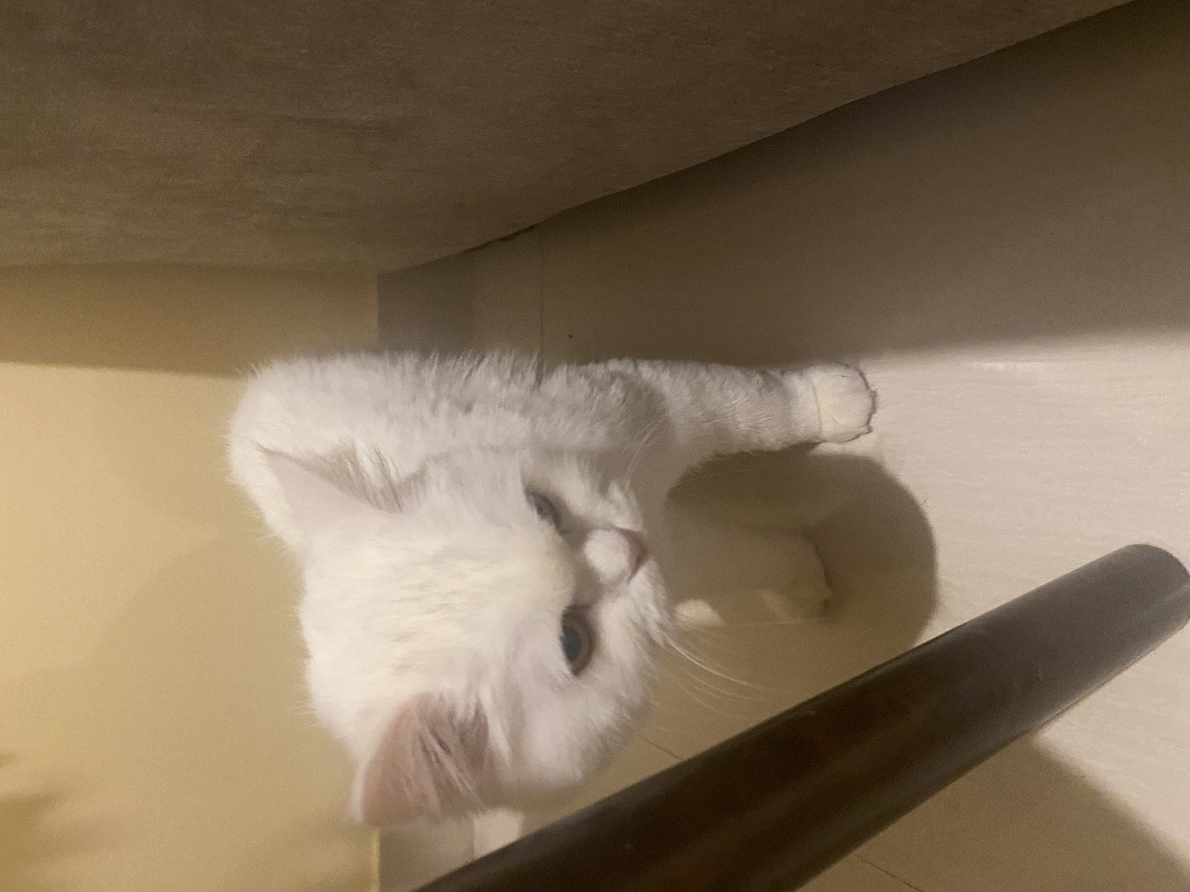 White cute Persian cat-pic_2
